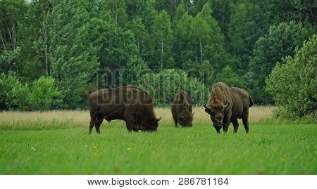 Three Aurochs On Field- Zubr - In Polish Region Bialowieza