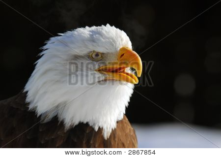 Águila calva americana