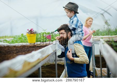 Orangery Garden. Orangery Garden Cultivation. Happy Family In Orangery Garden. Orangery Garden Plant