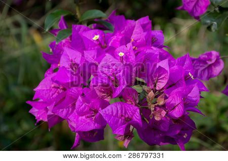 Beautiful Close Up Violet Flower At The Foot Of Gede Pangrango Mountain