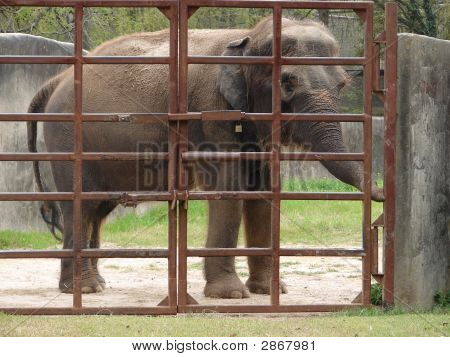 Elephant Bar