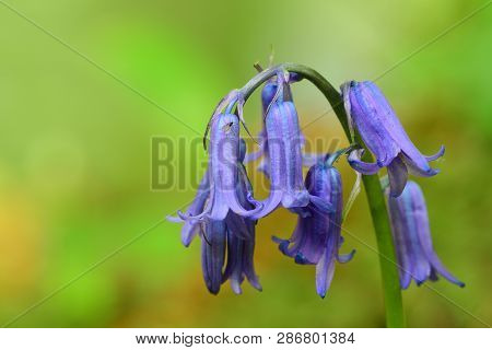 Close Up Of A Single Bluebell Flower With A Green Background