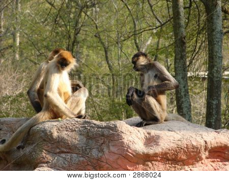 Dvě opice - nová šance