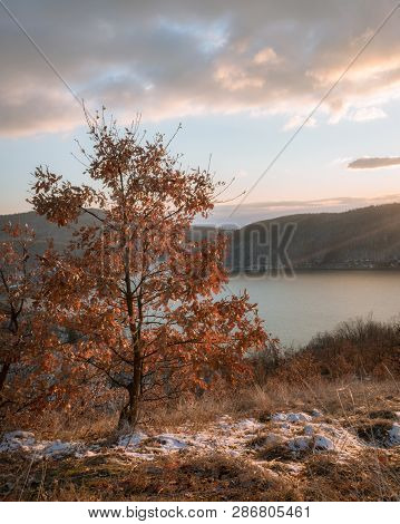An Orange Leaves Oak Tree Up In The Hill On Sunset. Beautiful Landscape Of An Oak Tree On Bovan Lake