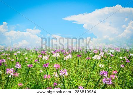 Beautiful Spider Flower Pink And White Blossom In The Flower Field Spring Colorful Garden With Cloud
