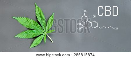 Cbd Cannabis Formula. Cbd Oil Cannabis Extract, Medical Hemp Concept