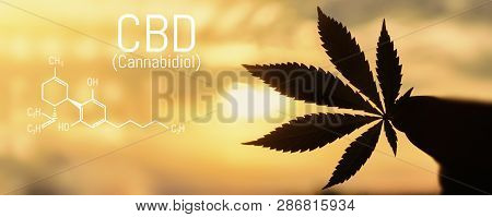 Cbd Cannabis Formula. Cbd Oil Cannabis Extract, Medical Hemp Concept