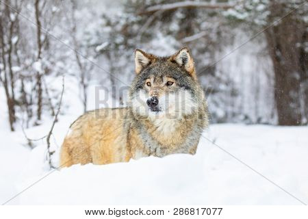 Beautiful Wolf Standing In The Snow In Beautiful Winter Forest