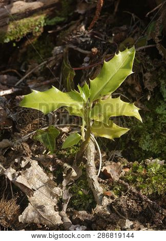 Common Or European Holly - Ilex Aquifolium 
New Seedling