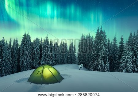 Aurora borealis. Northern lights in winter forest. Sky with polar lights and stars. Night winter landscape with aurora, green tent and pine tree forest. Travel concept