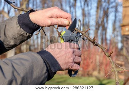 Gardening work in spring time. Garden secateur in man hands