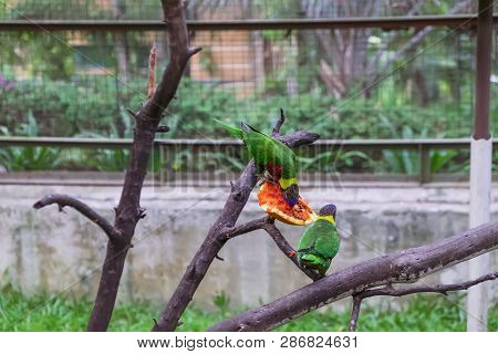 Rainbow Lorikeets Or Trichoglossus Haematodus Sit On A Tree Branch And Eating Papaya. Selective Focu
