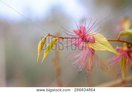 Capparis Micracantha Dc,capparidaceaemedicine Plant In Nature Condition.  Used As A Medicine For Fev