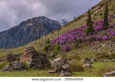 Beautiful Spring View With Bushes Of Purple Flowers Rhododendron Ledebour On The Slope Of The Mounta