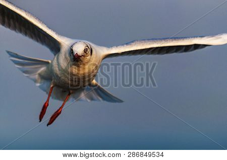 Black Headed Seagull, Chroicocephalus Ridibundus, Mumbai, Maharashtra