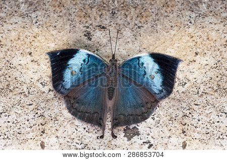 Blue Oakleaf Butterfly, Kallima Horsfieldi, Thane, Maharashtra, India