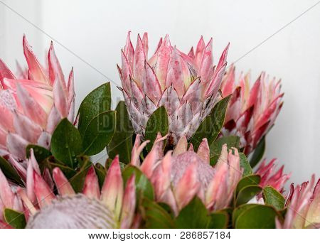 King Protea Or  Protea Cynaroides The National Flower Of South Africa