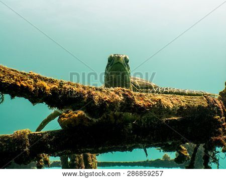 Sea Turtle Resting On Ship Wreck - Mabul Island, Borneo, Malaysia