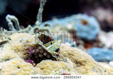 Striped Fang Blenny, Saltwater Fish - Sipadan Island, Borneo, Malaysia