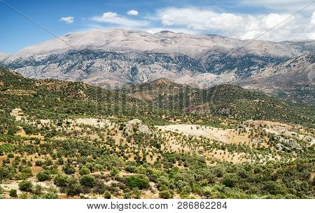 Rural Country And Lot Of Olive Trees In Crete Island, Greece