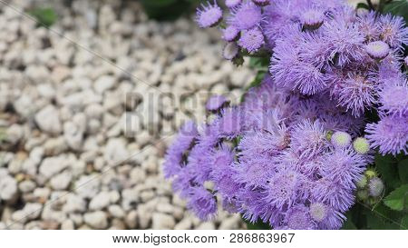 Floss Flower Close Up In Garden At Hokkaido Japan.