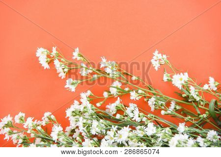 White Cutter Flower Blooming On Orange Background - Selective Focus