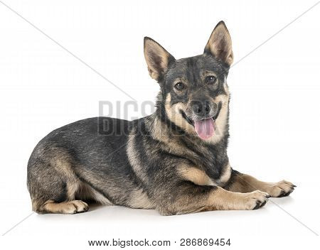 Swedish Vallhund In Front Of White Background