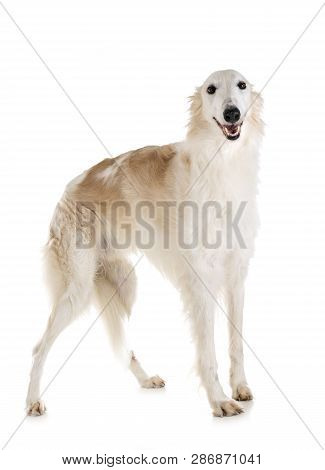 White Borzoi In Front Of White Background