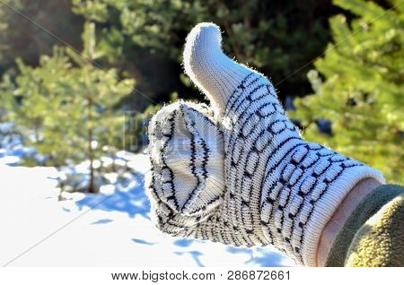 Warm Winter Glove On A Background Of Green Trees In The Forest And White Snow. The Concept Of The Co