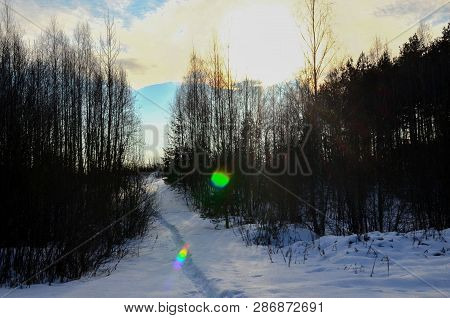 Path In The Forest Over The Snow. A Ray Of Sunshine Makes Its Way Through The Fir Trees In The Fores