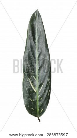 Leaf Of Tropical Stromanthe Plant Isolated On White