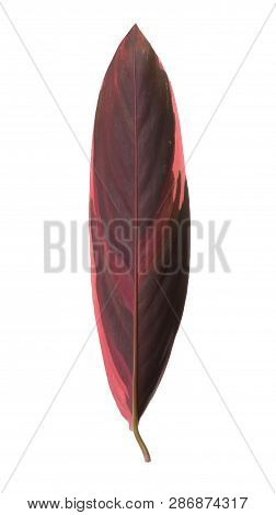 Leaf Of Tropical Stromanthe Plant Isolated On White