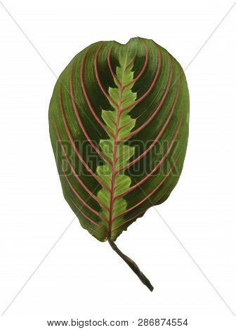 Leaf Of Tropical Maranta Plant On White Background