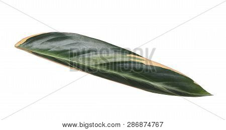 Leaf Of Tropical Stromanthe Plant Isolated On White