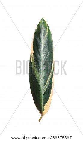 Leaf Of Tropical Stromanthe Plant Isolated On White