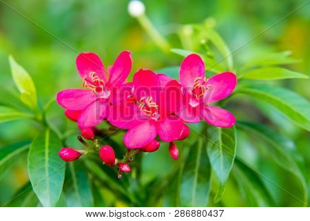 Spicy Jatropha Flower, Peregrina, Spicy Jatropha Garden