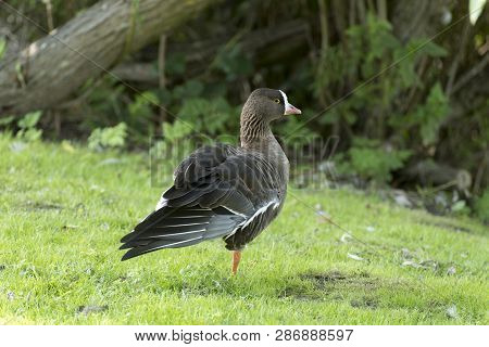 Pygmy Goose Stands On One Leg In A Meadow