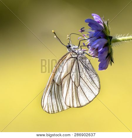 Black-veined White (aporia Crataegi) Butterfly Drinking Nectar On Purple Flower In Viroin Valley Bel