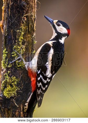 Great Spotted Woodpecker (dendrocopos Major) Bird Climbing In Mossy Tree And Looking For Food