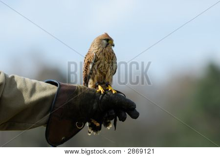 Beauriful Falk