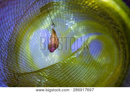 Hanging Butterfly Larva Ready To Complete Metamorphosis, Hanging Pupa Isolated
