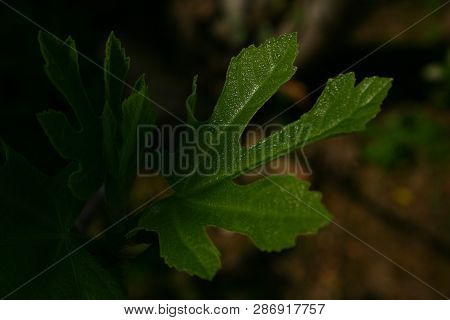 The Fresh Fig Leaf In April With Morgen Lights