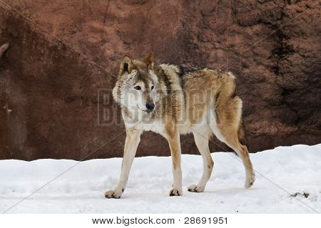Varg i vinter