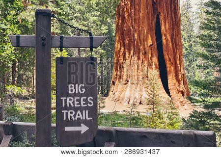 Big Trees Trail - Hiking Sign - Sequoia & Kings Canyon National Parks, California Usa
