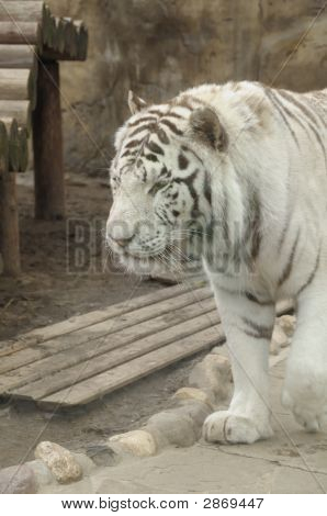 Hvide bengalske Tiger