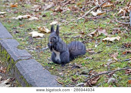 Squirrel With Fluffy Black Fur Eating Nuts On Hemp On A Sunny Spring Day