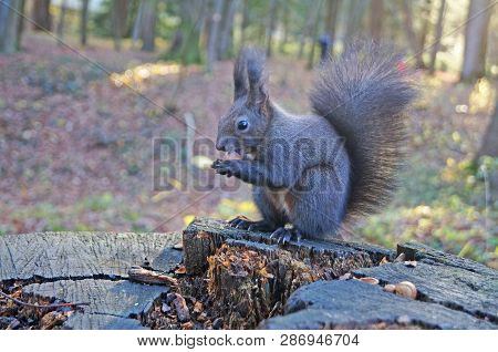 Squirrel With Fluffy Black Fur Eating Nuts On Hemp On A Sunny Spring Day