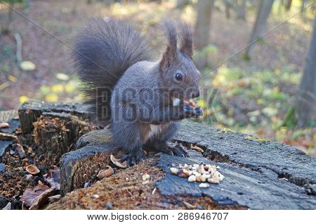 Squirrel With Fluffy Black Fur Eating Nuts On Hemp On A Sunny Spring Day