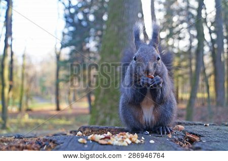 Squirrel With Fluffy Black Fur Eating Nuts On Hemp On A Sunny Spring Day