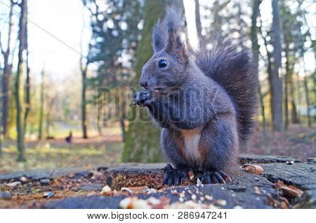Squirrel With Fluffy Black Fur Eating Nuts On Hemp On A Sunny Spring Day